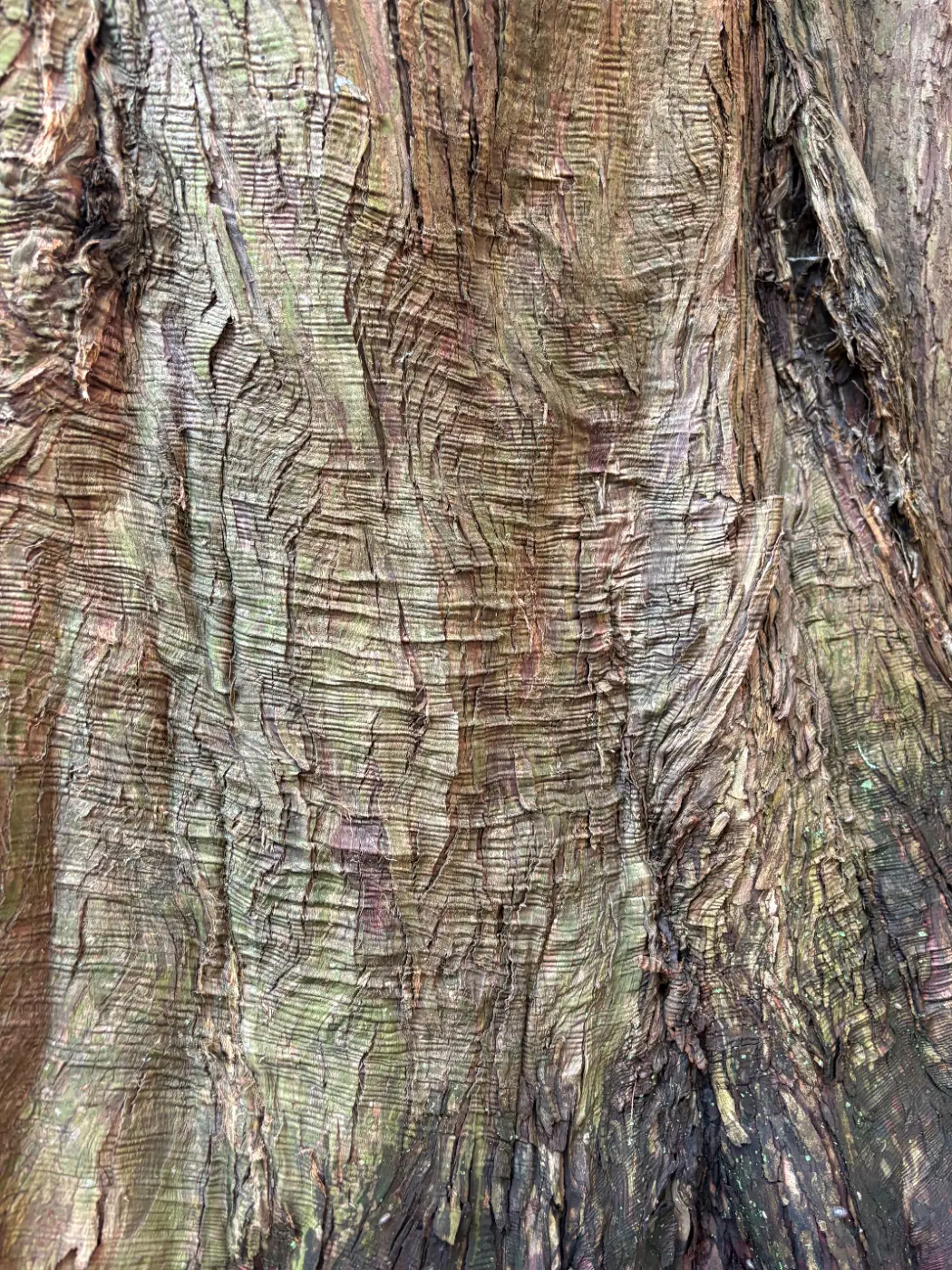 Bark of the dawn redwood at 98 Hoyt Street