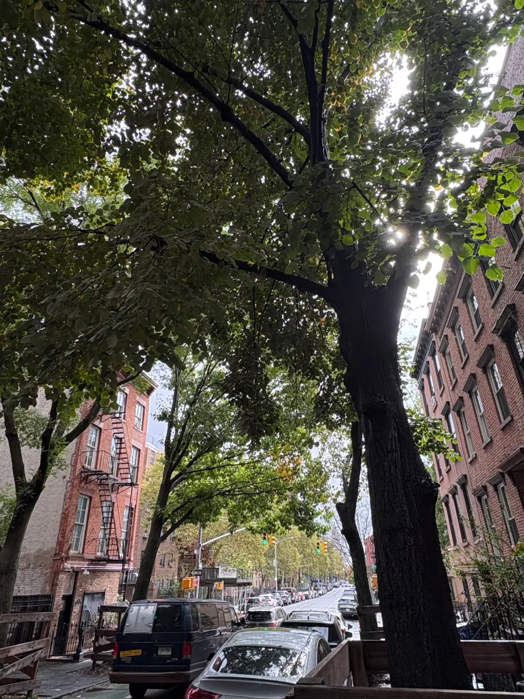 Silver linden canopy over Hoyt Street