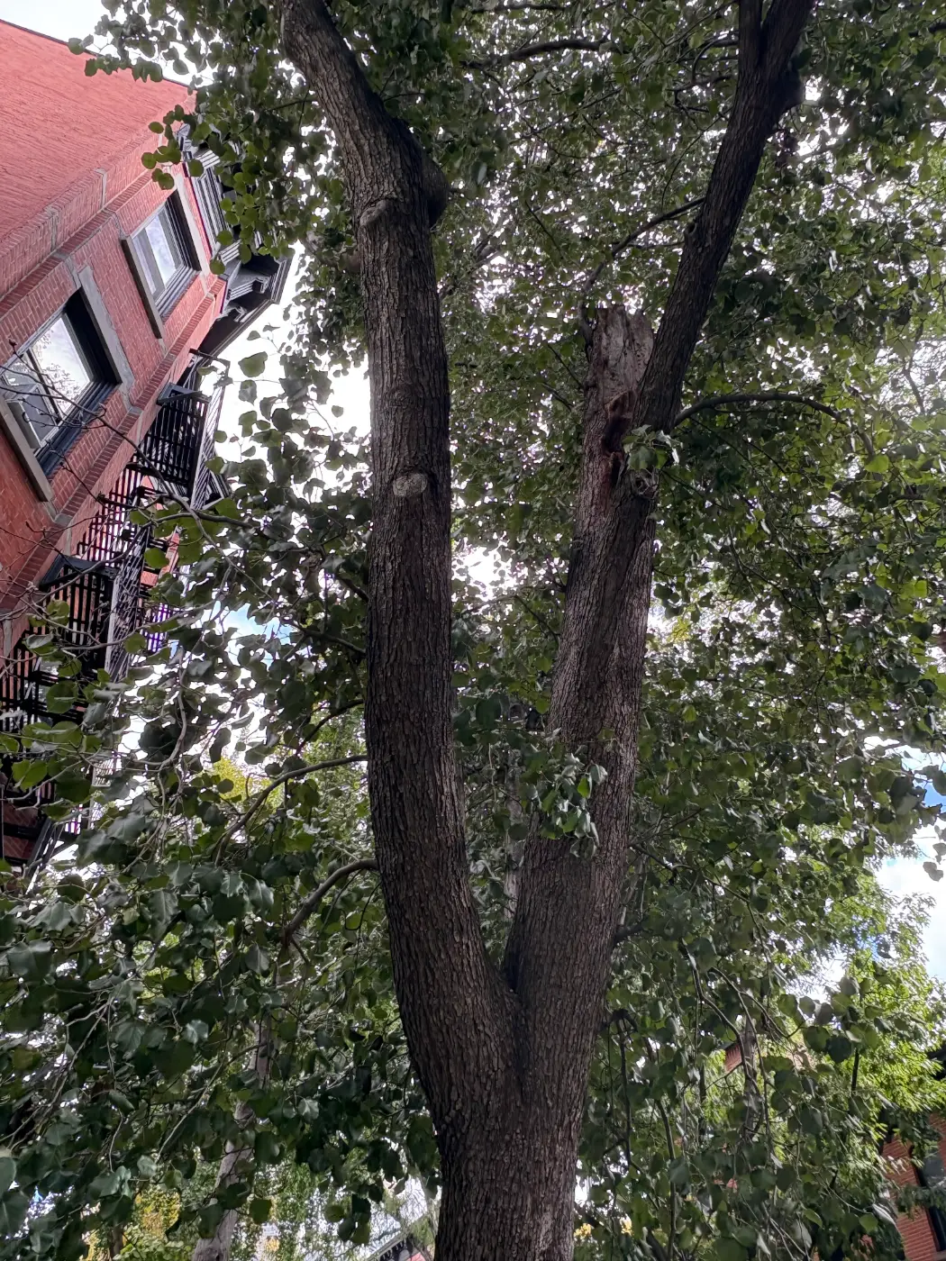 Callery pear trunks rising toward the canopy on Bond Street