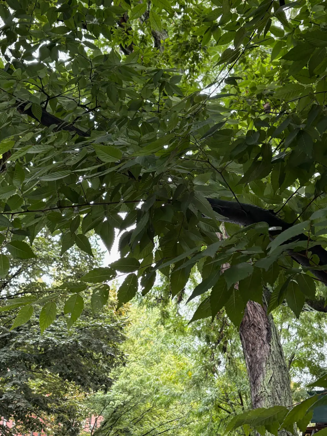 Japanese zelkova leaves on Pacific Street