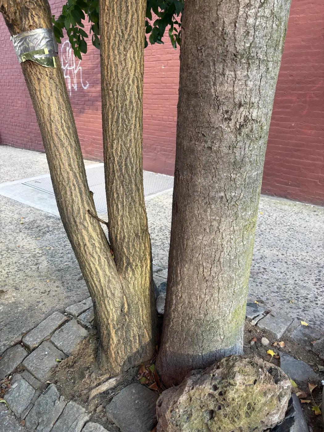 A ginkgo and a Japanese pagoda tree sharing one tree pit on Dean Street