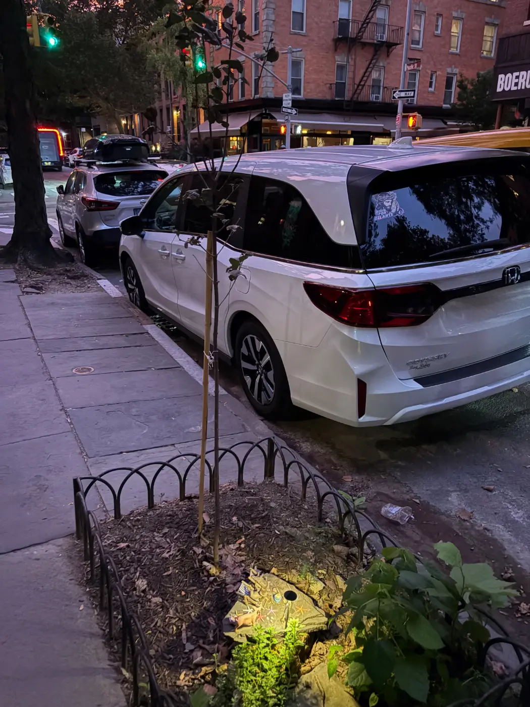 Young Japanese tree lilac in its tree pit on Pacific Street