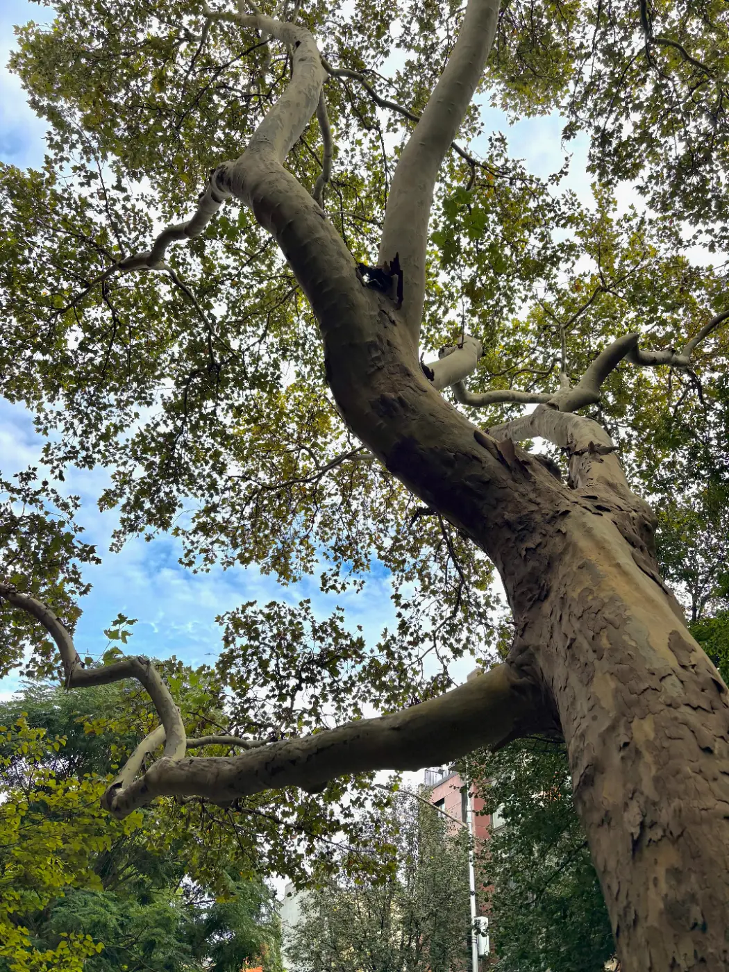 Looking up into the London plane tree at 299 State Street