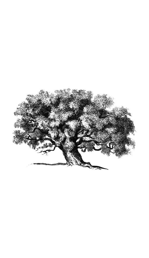 A Brooklyn street tree in full leaf